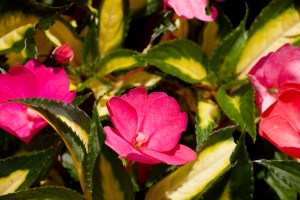 Close up of a pink flower surrounded by green foliage from Butchart Gardens