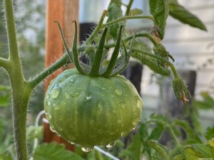 Tomatos covered in water drops